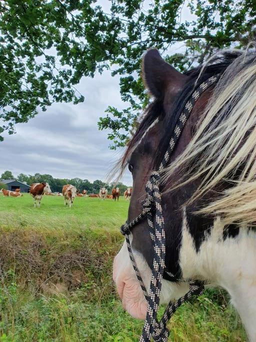 Leuk Boerderijtje Op Prachtige Plek, Nabij Natuurgebied Ruurlo Extérieur photo